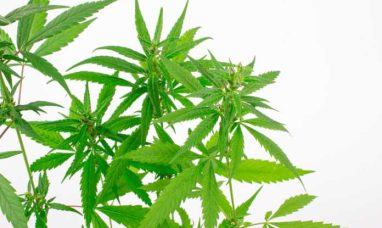 Cannabidiol (CBD) Market size is set to grow by USD 44.56 billion from 2024-2028, Legalization and regulatory cha...