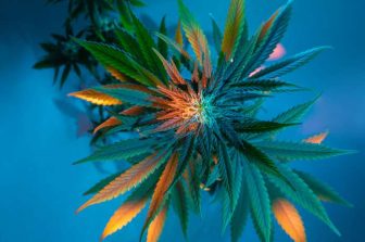 RXDco Unveils Revolutionary Cocoon Jars: The Future of Cannabis Packaging