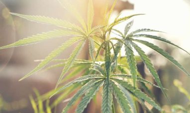 IM Cannabis Announces up to US$1,613,000 Private Pla...