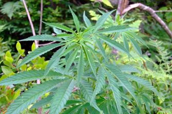 High Tide Reports Approximately $6.8 Million in Retail Sales During ‘4/20’ Long Weekend