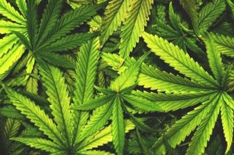 Aurora Cannabis Faces International Sales Dip