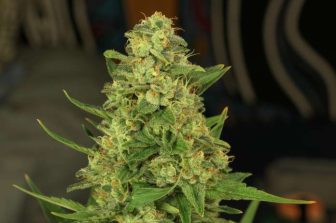 AGLC Announces Cannabis Welcome at Alberta Concerts and Festivals