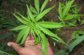 Facing Shutdown, Cannabis Company Achieves Rapid Compliance with TEKLYNX