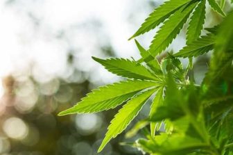 ILGM Launches Grow Club to Educate and Empower the Next Generation of Home Growers