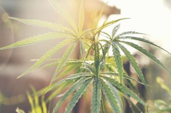 DDS Unveils the FX-8: Revolutionizing Automated Infused-Flower Production