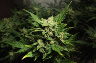 The AGCO is safeguarding minors with new measures to prevent underage access to alcohol and cannabis products