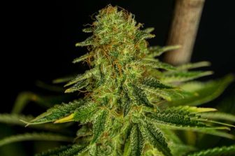 Sunderstorm Acquires Lime to Expand House of Brands Into Pre-Rolls