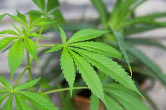 Curaleaf Expands Retail Footprint with Dispensary Opening in Findlay, Ohio