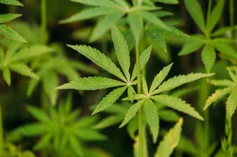 SMOKIEZ EDIBLES ANNOUNCES INTERNATIONAL EXPANSION