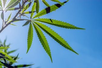 MTL Cannabis Corp. Files Third Quarter Results