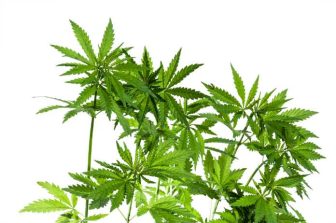 Mercanto Holdings Inc. Reports Q2 2026 Financial Results and Provides Commercial Update on Québec Product Launches
