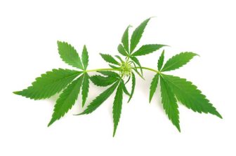 American Council of Cannabis Medicine Applauds Federal Cannabis Rescheduling to Schedule III