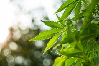 IM Cannabis Corp. Announces First Quarter 2026 Financial Results