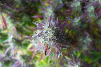 LeafLink’s 2026 Wholesale Cannabis Pricing Guide Now Available