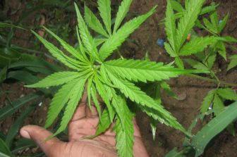 Illinois Action Center: Major Cannabis Reform Could Move Forward in Illinois Under HB 5784
