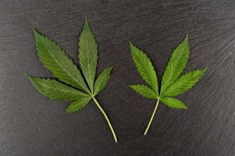 Seed Junky Genetics Announces Exclusive Illinois Licensing Agreement with Echelon Grow