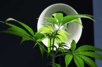 CBD Isolate Market Size to Reach USD 9.20 Billion by 2033, Growing at 14.2% CAGR Driven by Regulatory Clarity, Formulation Innovation, and Standardized Manufacturing: Verified Market Research