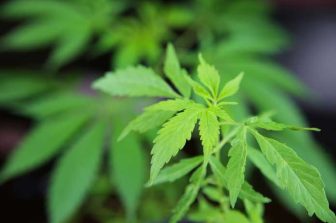 Terrabis Illinois Dispensaries Launch Recreational Curbside Pickup Following SB 3222